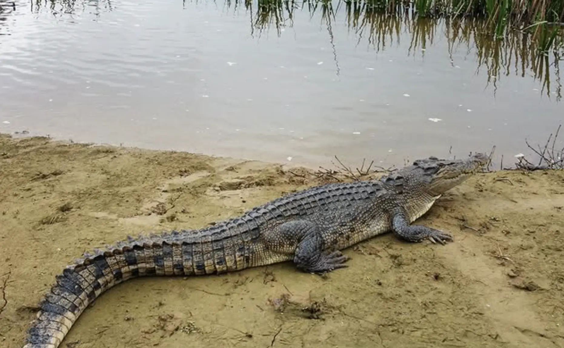 Behavioural facts freshwater crocodiles